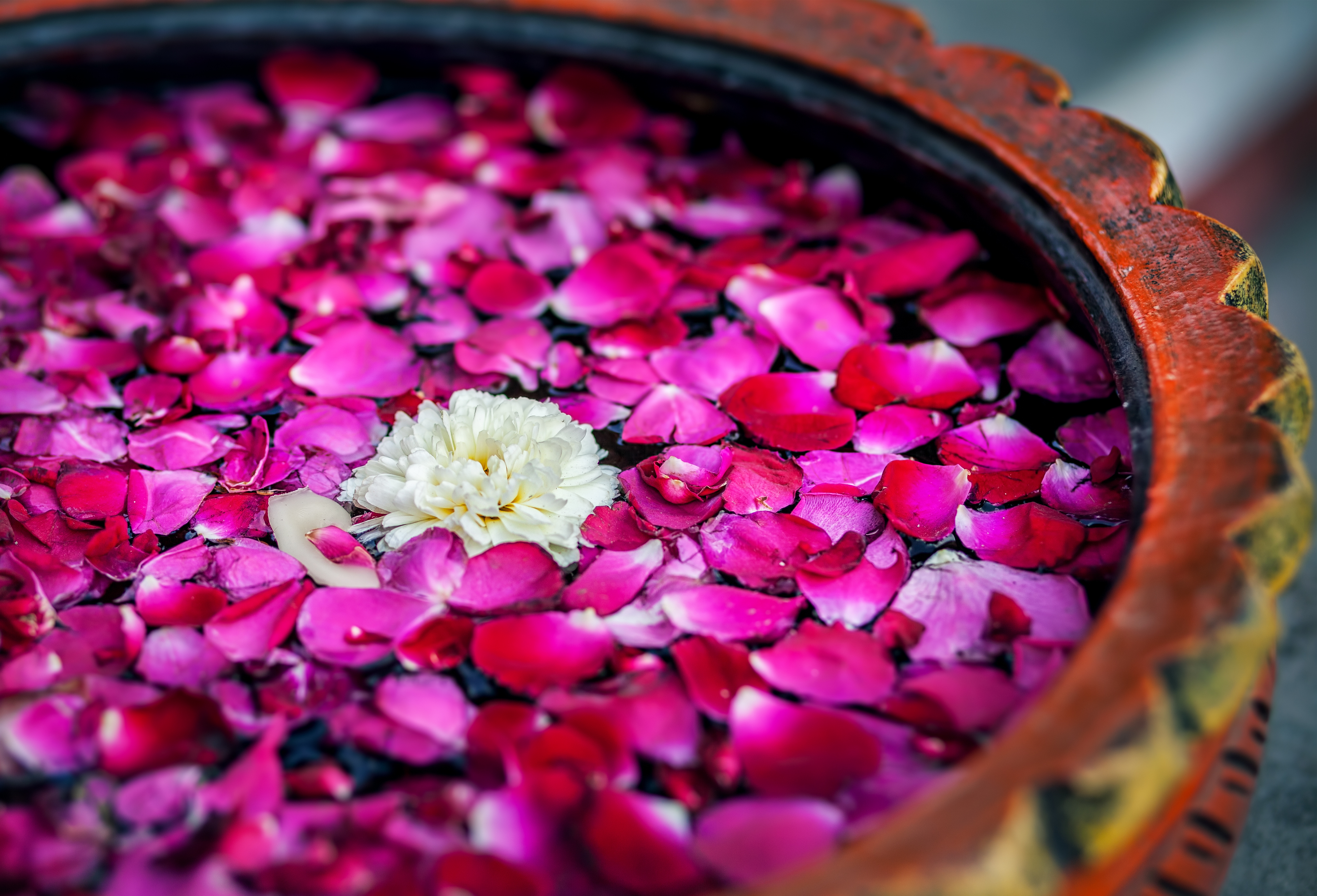 Pink flower petals in a bowl, India